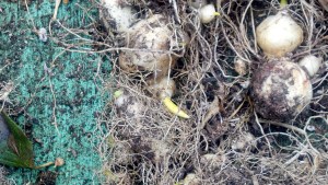 Here are the bulbs we've kept in a bucket since last year