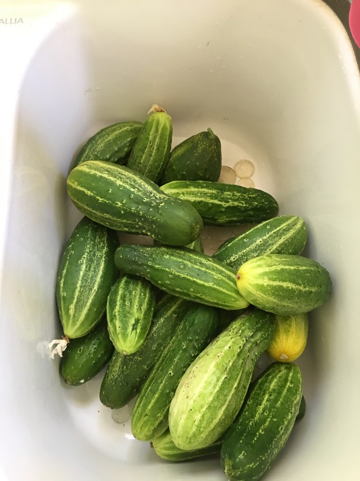 many cucumbers in the sink