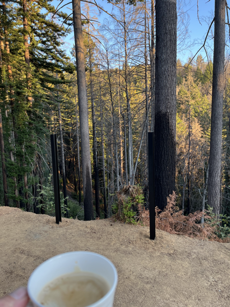 Sunlit woods with a cup of coffee in the foreground