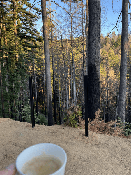 IMG_1750.png Sunlit woods with a cup of coffee in the foreground